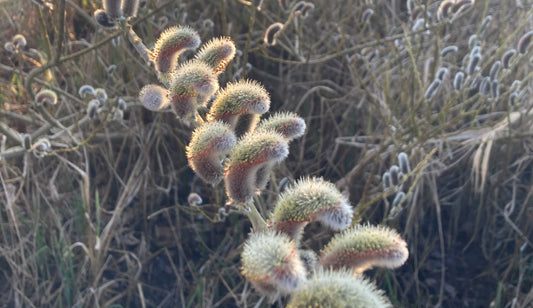 Weidenblüte enthält viel Nektar für Weidenhonig